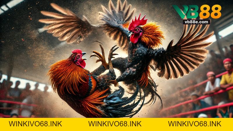 Đá Gà Cựa Tròn Vb88 – Luật Chơi, Chiến Lược - Winkivo68